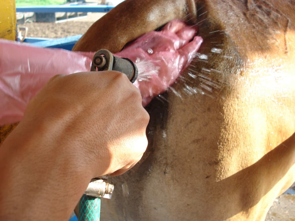 Inseminación artificial en el ganado